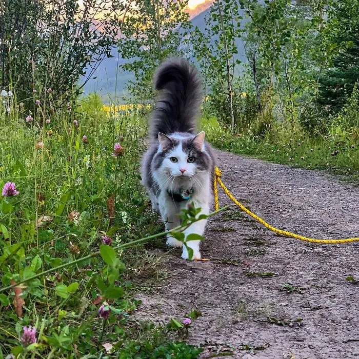 This Is Gary, The Meowntaineering Rescue Cat And His Adventures Are Adorable