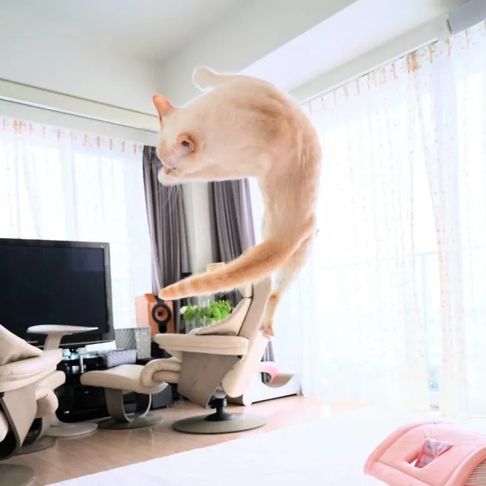 This "Dancing" Cat From Japan Has Some Serious Moves