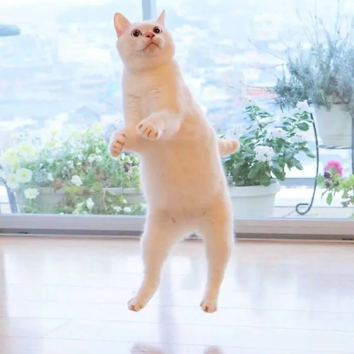 This "Dancing" Cat From Japan Has Some Serious Moves