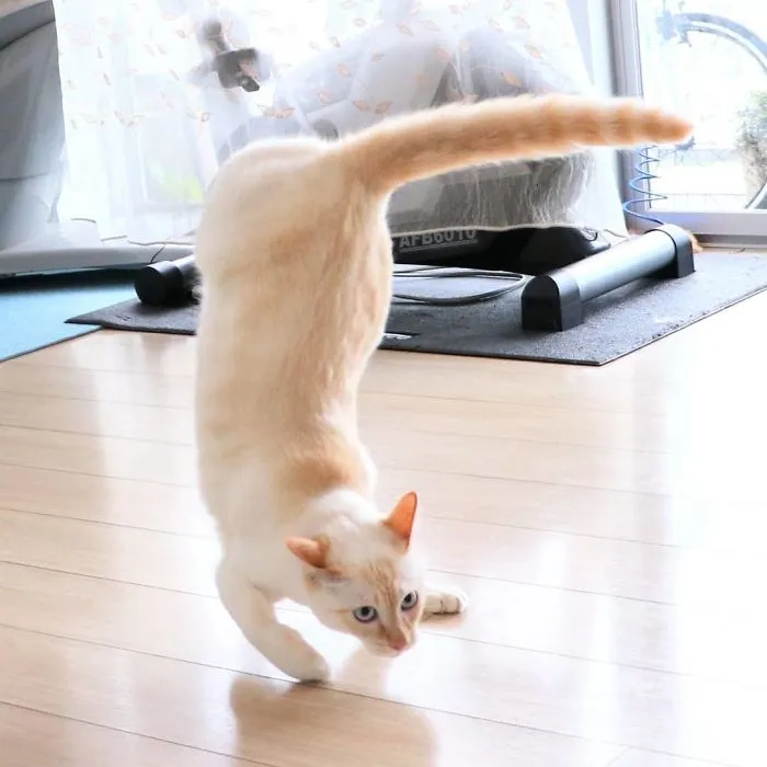 This "Dancing" Cat From Japan Has Some Serious Moves