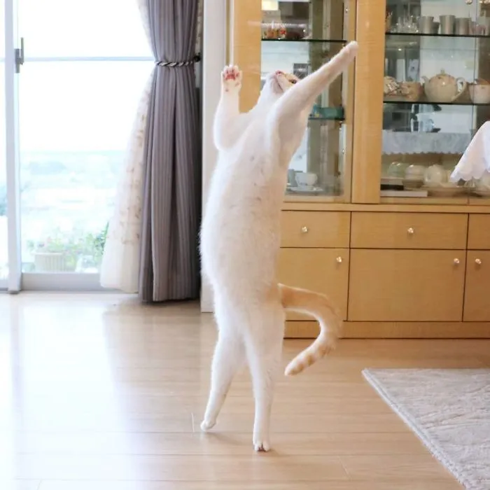 This "Dancing" Cat From Japan Has Some Serious Moves