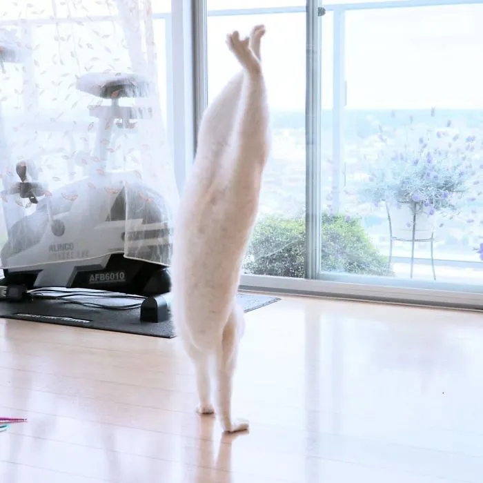This "Dancing" Cat From Japan Has Some Serious Moves