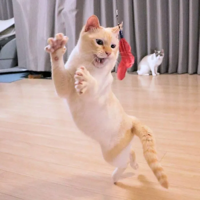 This "Dancing" Cat From Japan Has Some Serious Moves
