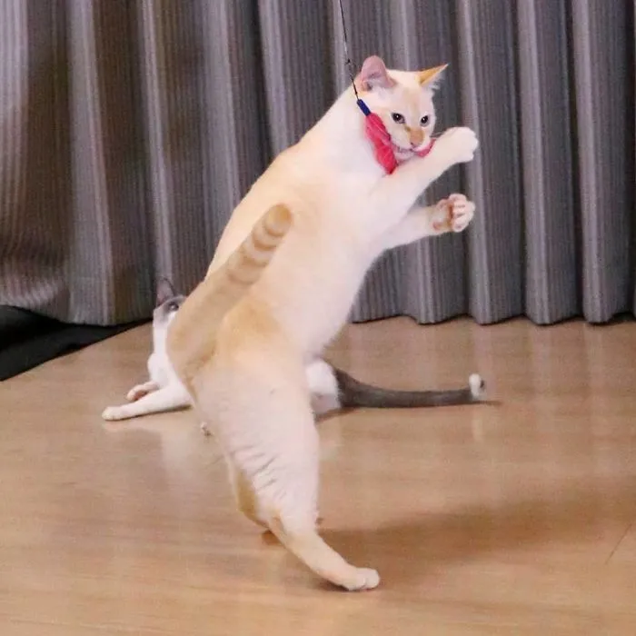 This "Dancing" Cat From Japan Has Some Serious Moves
