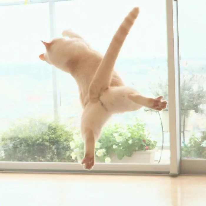 This "Dancing" Cat From Japan Has Some Serious Moves