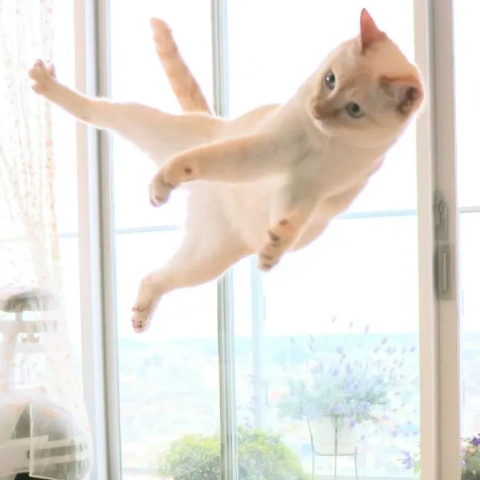 This "Dancing" Cat From Japan Has Some Serious Moves