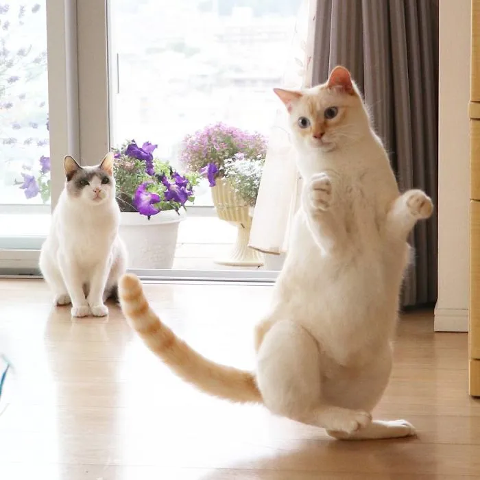 This "Dancing" Cat From Japan Has Some Serious Moves
