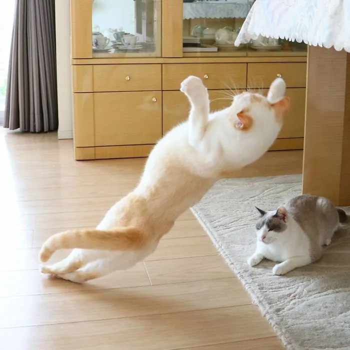 This "Dancing" Cat From Japan Has Some Serious Moves