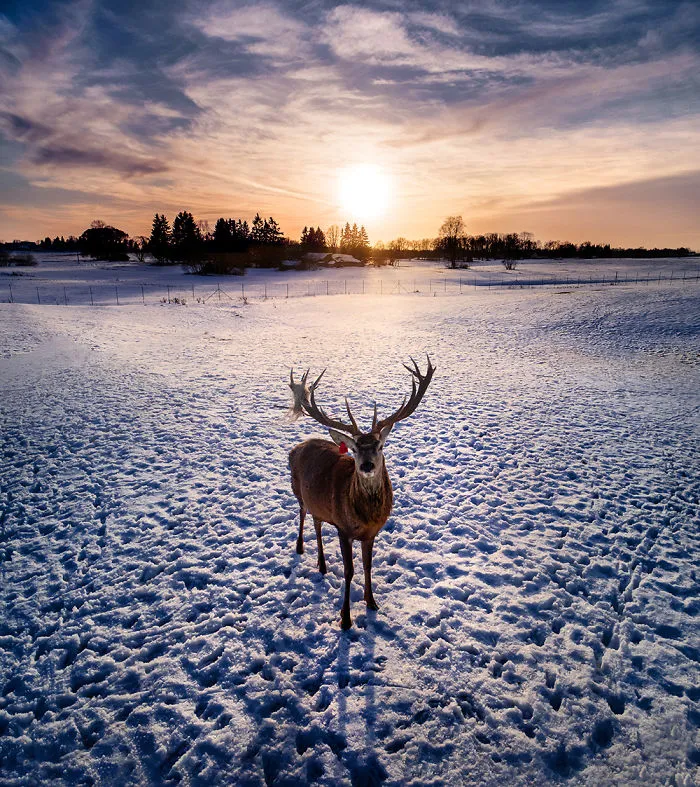 I Capture Wild Animals And Stunning Landscapes In Lithuania Using My Drone (22 Pics)