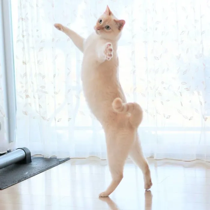 This "Dancing" Cat From Japan Has Some Serious Moves