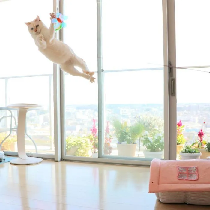 This "Dancing" Cat From Japan Has Some Serious Moves