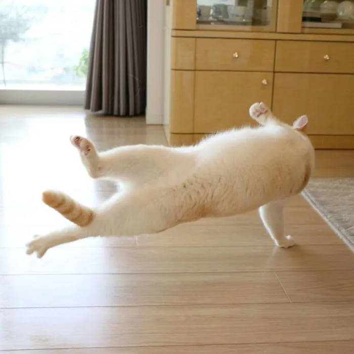 This "Dancing" Cat From Japan Has Some Serious Moves
