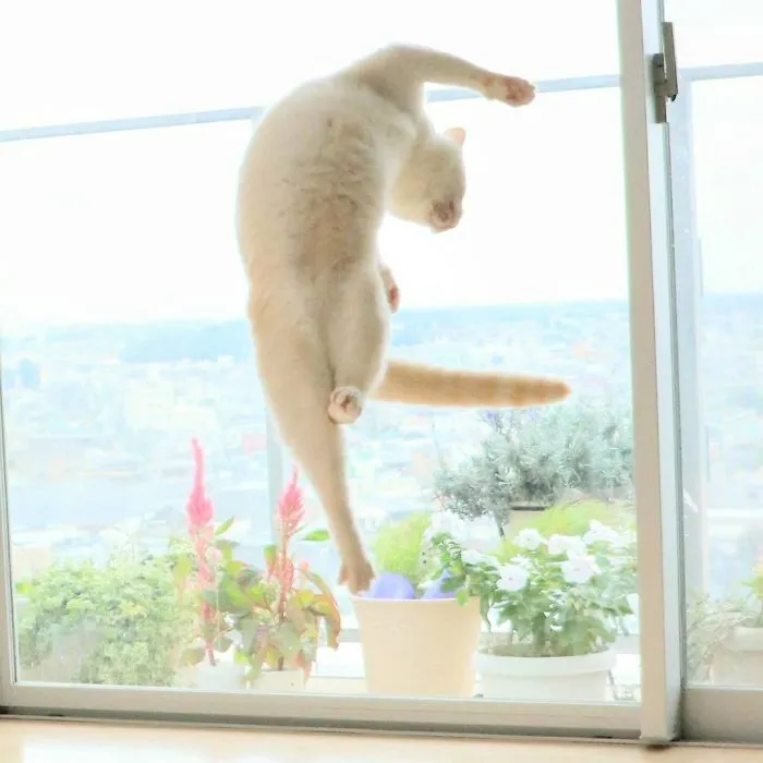 This "Dancing" Cat From Japan Has Some Serious Moves