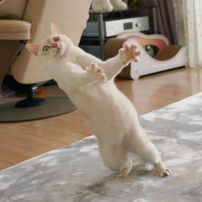 This "Dancing" Cat From Japan Has Some Serious Moves