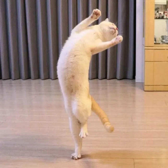 This "Dancing" Cat From Japan Has Some Serious Moves