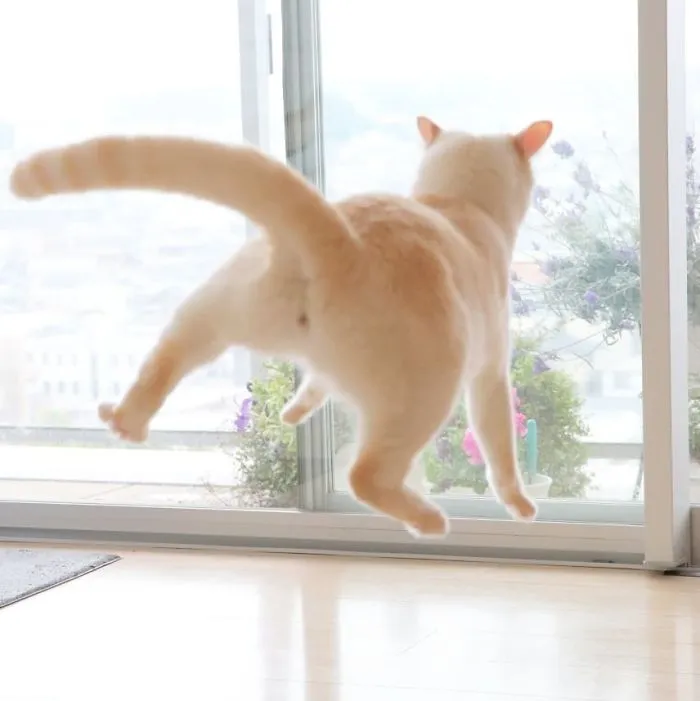 This "Dancing" Cat From Japan Has Some Serious Moves
