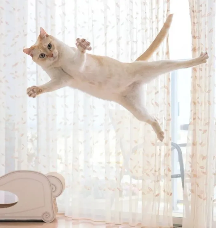 This "Dancing" Cat From Japan Has Some Serious Moves