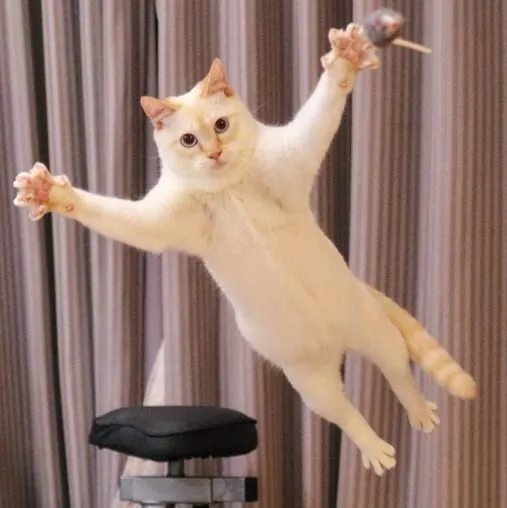 This "Dancing" Cat From Japan Has Some Serious Moves