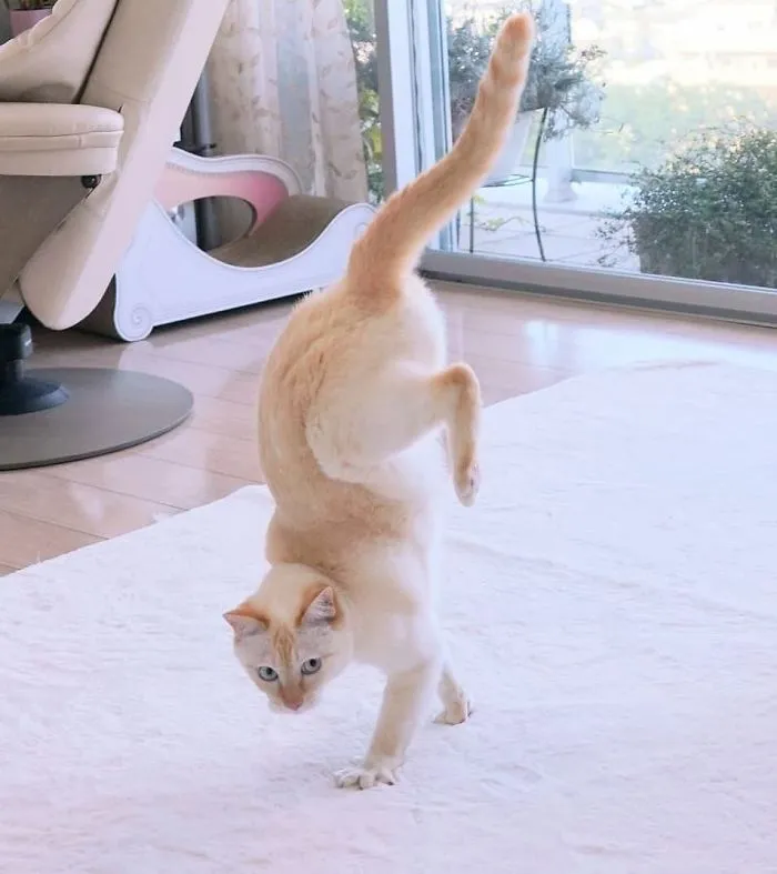 This "Dancing" Cat From Japan Has Some Serious Moves