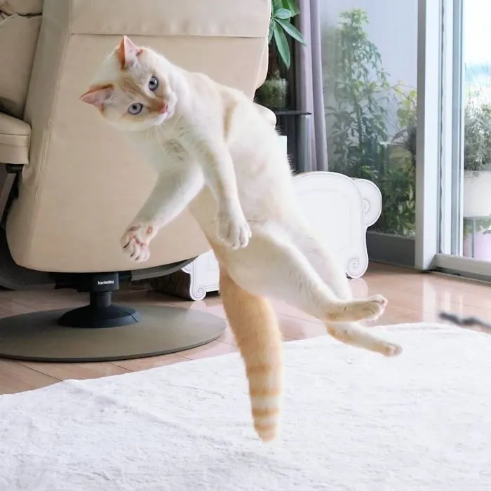 This "Dancing" Cat From Japan Has Some Serious Moves