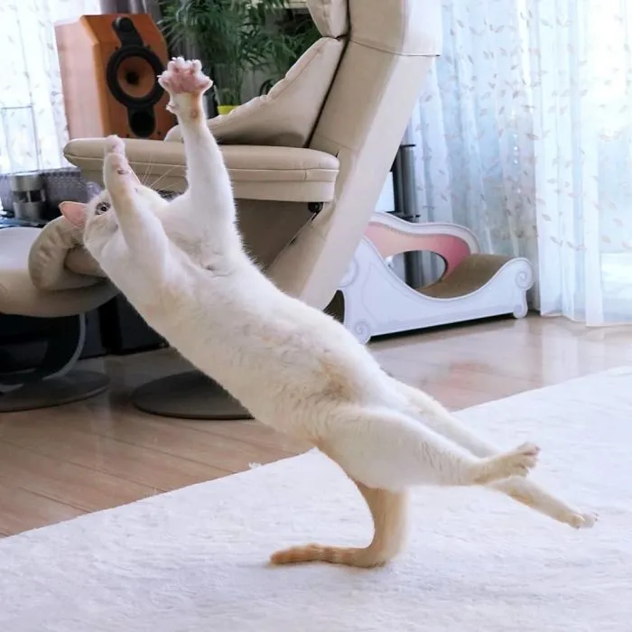 This "Dancing" Cat From Japan Has Some Serious Moves