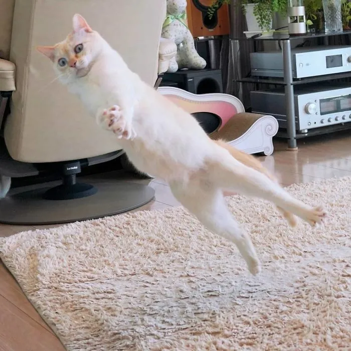 This "Dancing" Cat From Japan Has Some Serious Moves