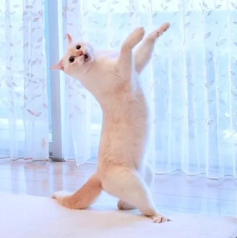 This "Dancing" Cat From Japan Has Some Serious Moves