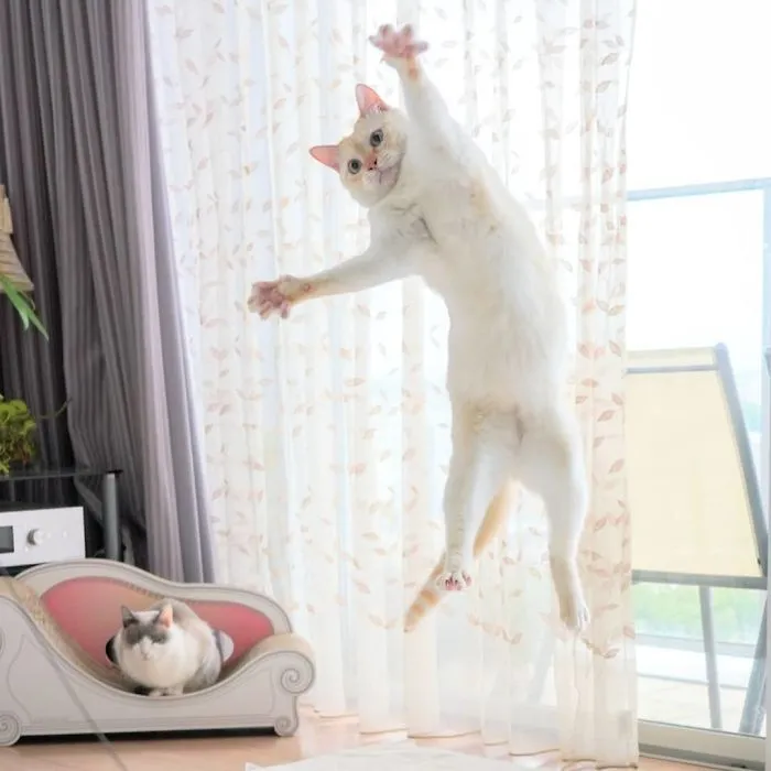 This "Dancing" Cat From Japan Has Some Serious Moves