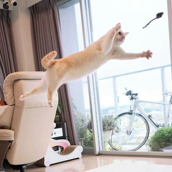 This "Dancing" Cat From Japan Has Some Serious Moves