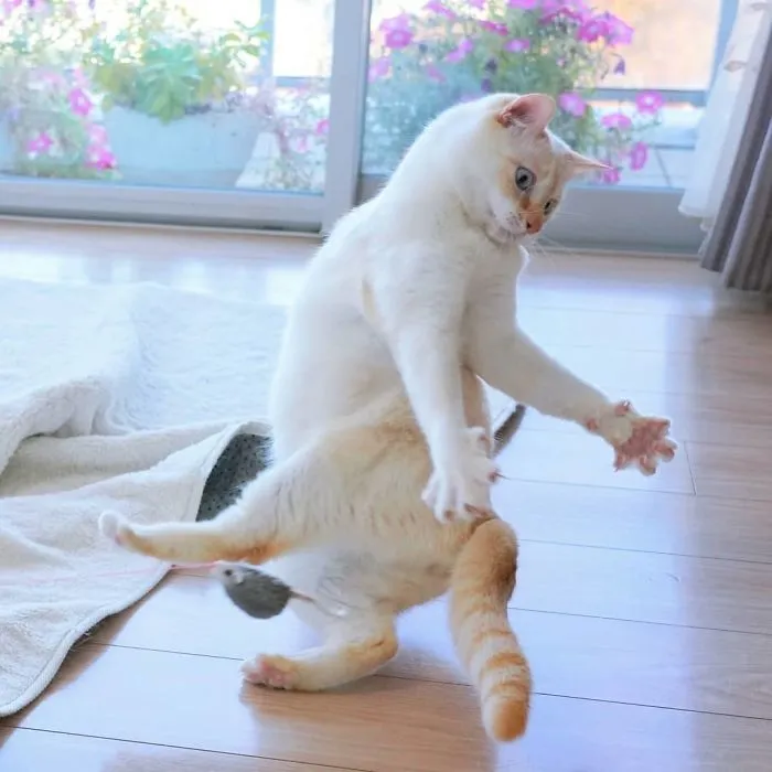 This "Dancing" Cat From Japan Has Some Serious Moves