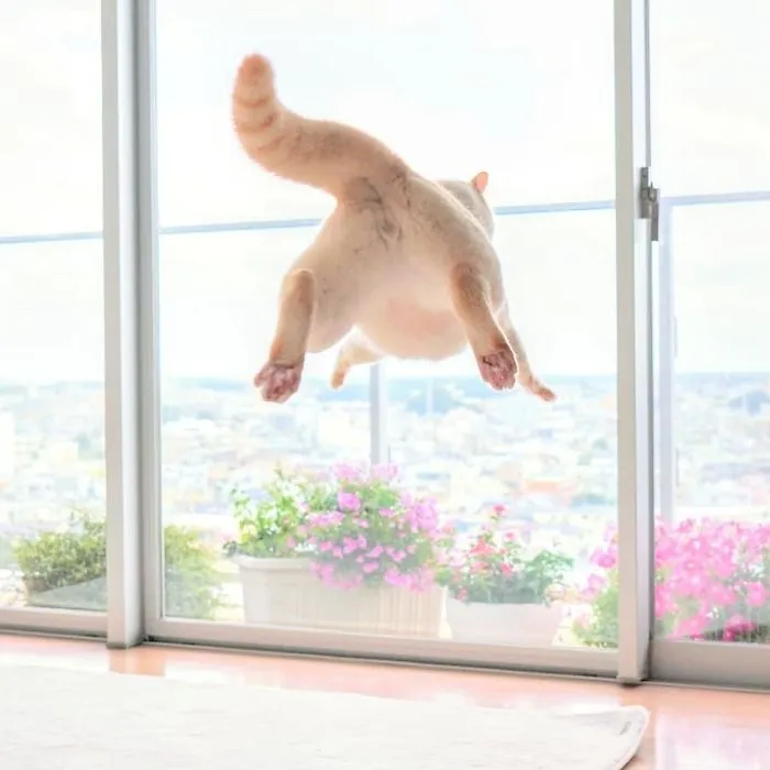 This "Dancing" Cat From Japan Has Some Serious Moves