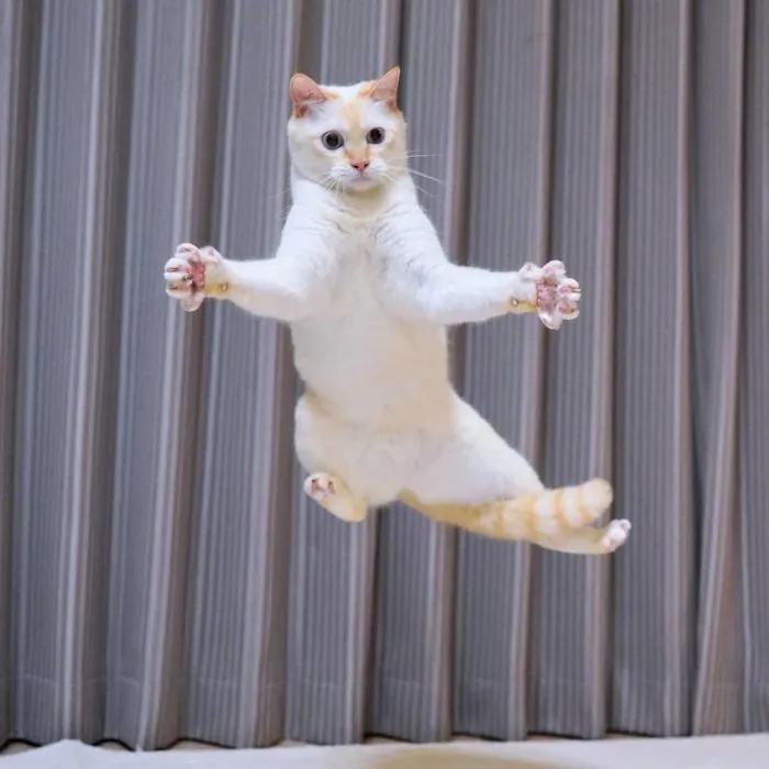This "Dancing" Cat From Japan Has Some Serious Moves