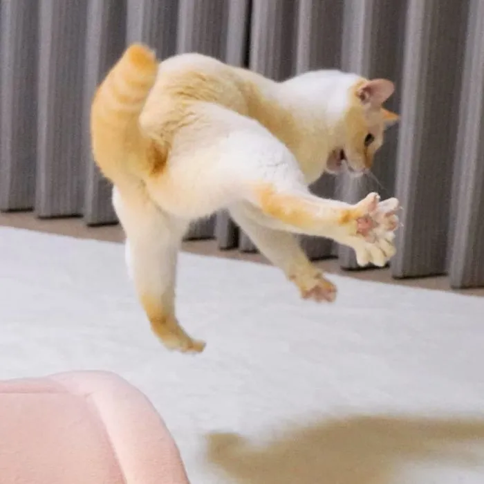 This "Dancing" Cat From Japan Has Some Serious Moves