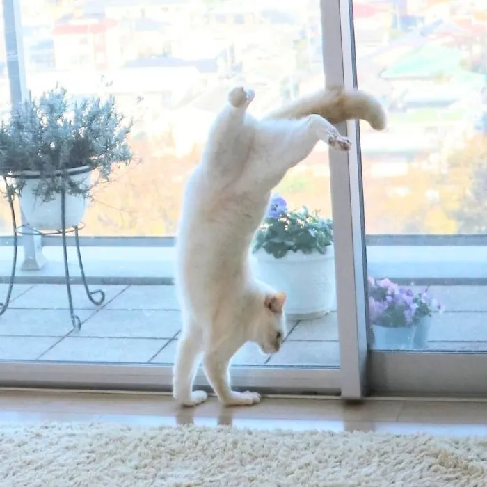 This "Dancing" Cat From Japan Has Some Serious Moves