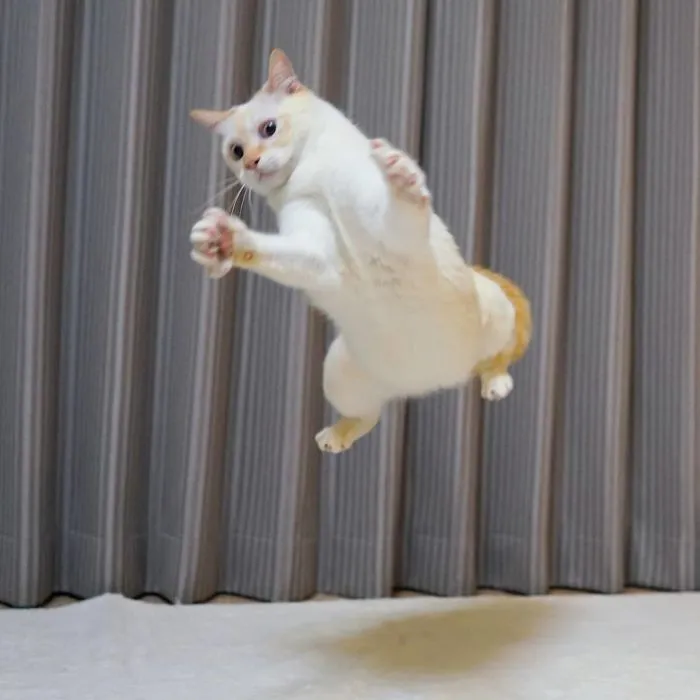 This "Dancing" Cat From Japan Has Some Serious Moves