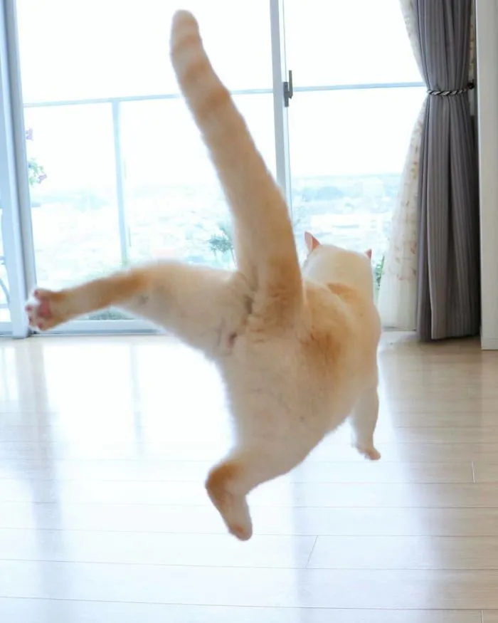 This "Dancing" Cat From Japan Has Some Serious Moves