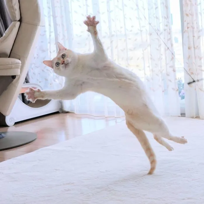 This "Dancing" Cat From Japan Has Some Serious Moves