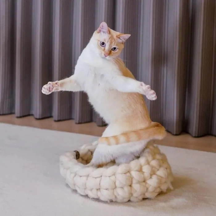 This "Dancing" Cat From Japan Has Some Serious Moves