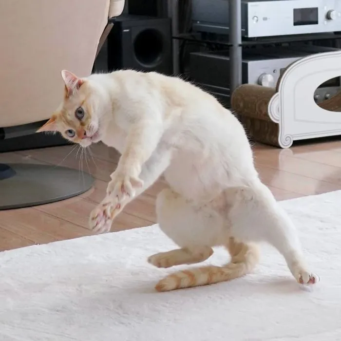 This "Dancing" Cat From Japan Has Some Serious Moves