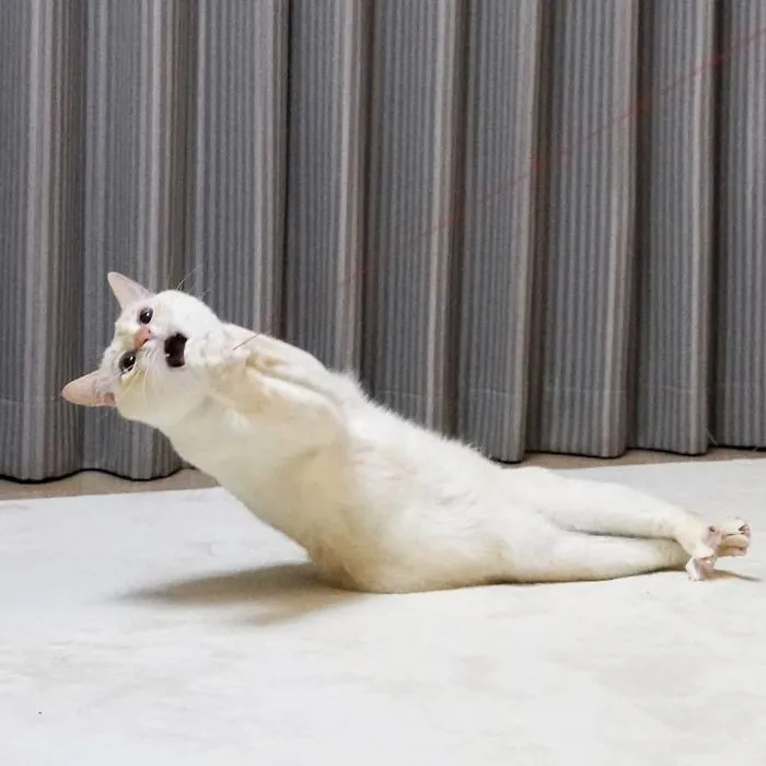 This "Dancing" Cat From Japan Has Some Serious Moves