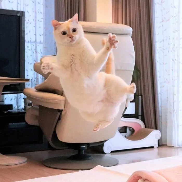 This "Dancing" Cat From Japan Has Some Serious Moves
