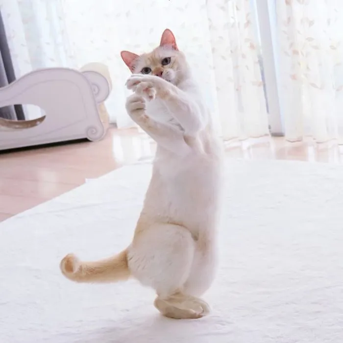 This "Dancing" Cat From Japan Has Some Serious Moves