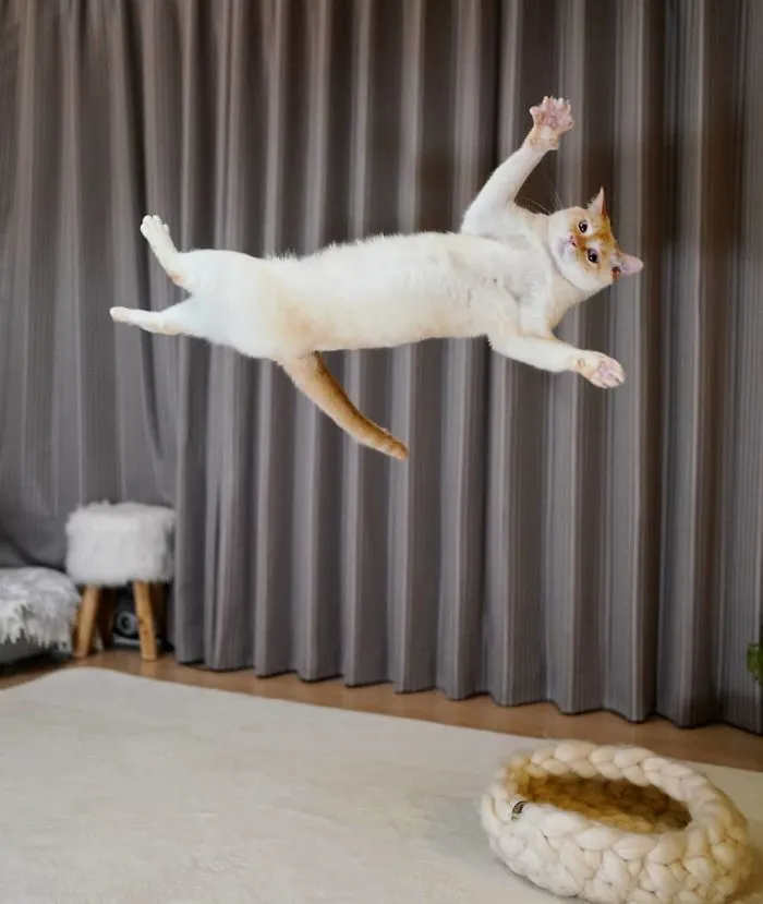This "Dancing" Cat From Japan Has Some Serious Moves