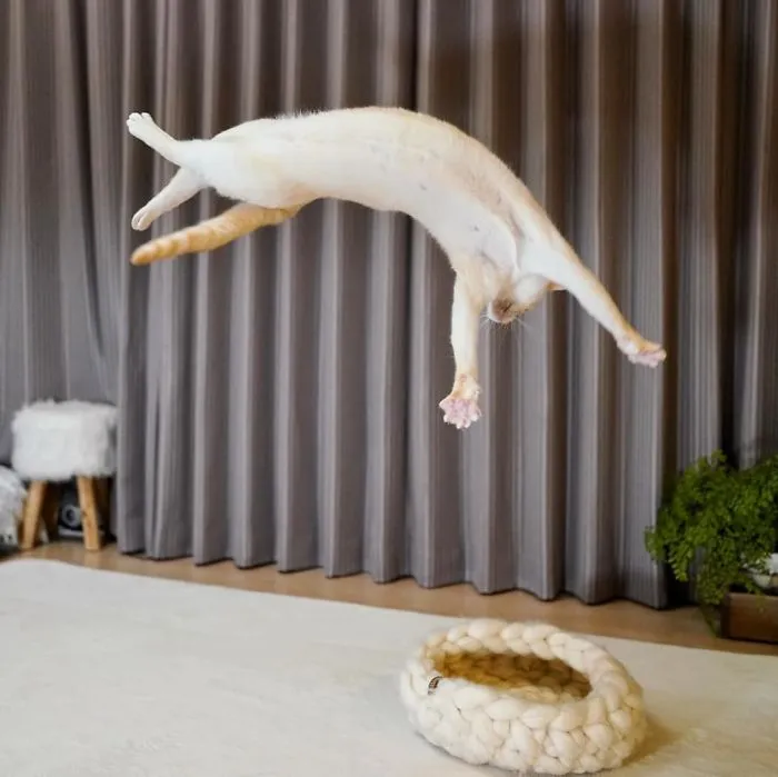 This "Dancing" Cat From Japan Has Some Serious Moves