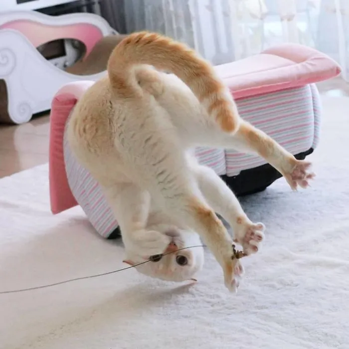 This "Dancing" Cat From Japan Has Some Serious Moves