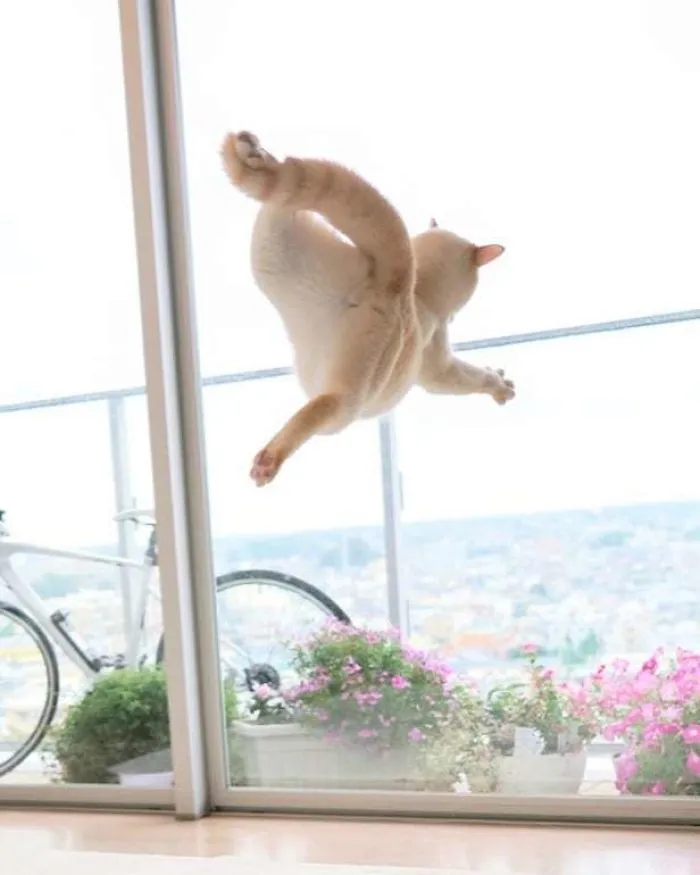This "Dancing" Cat From Japan Has Some Serious Moves
