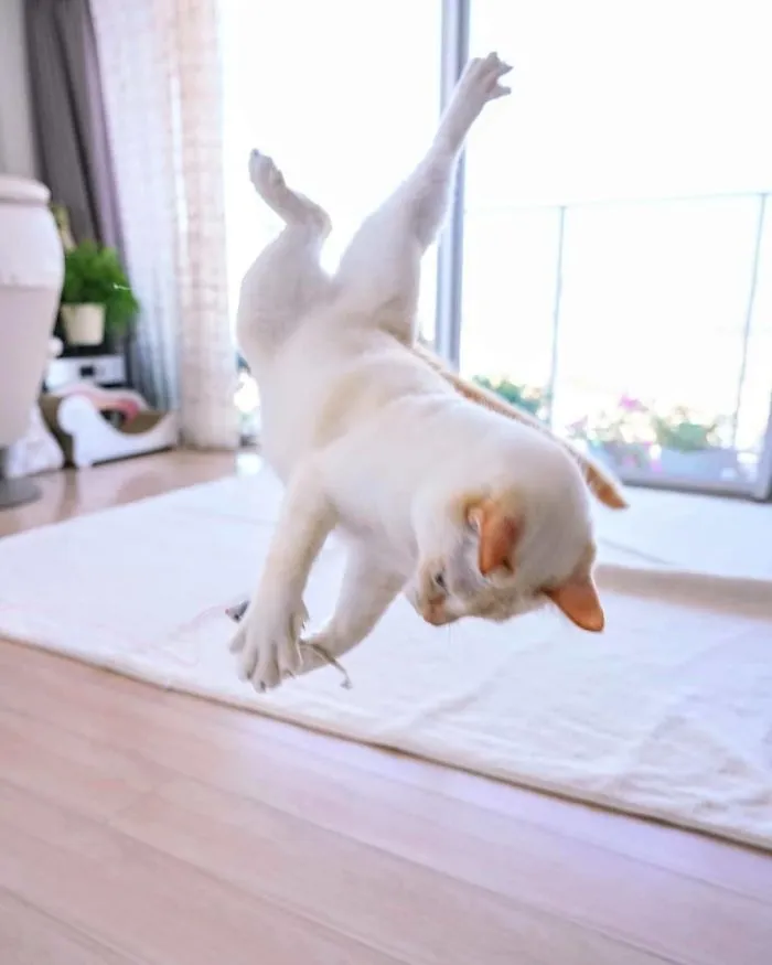 This "Dancing" Cat From Japan Has Some Serious Moves