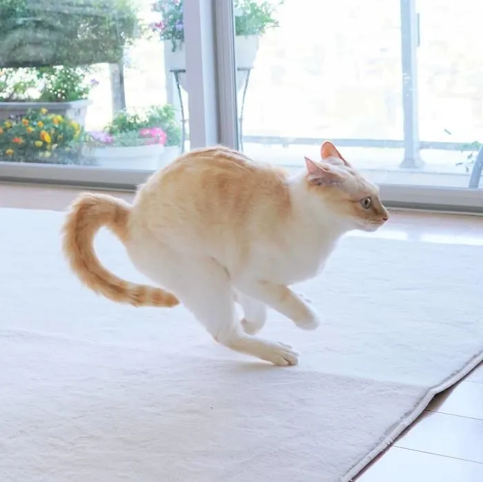 This "Dancing" Cat From Japan Has Some Serious Moves