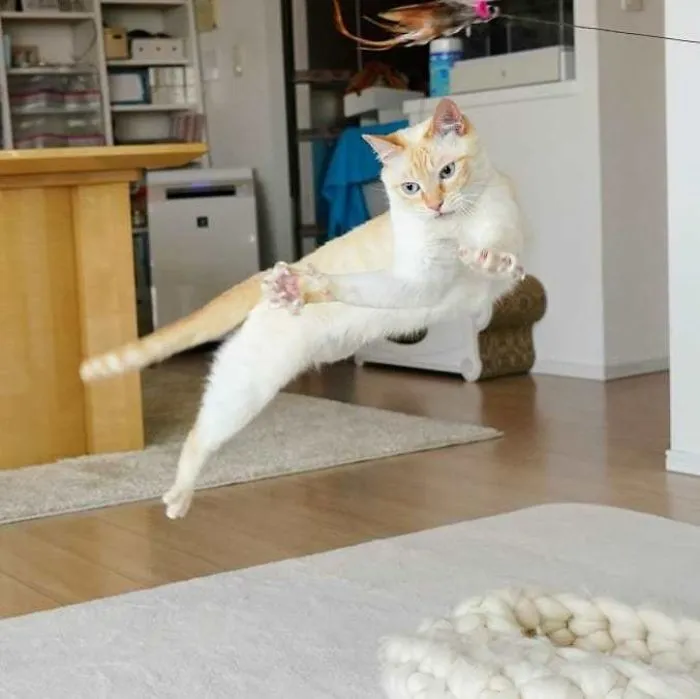 This "Dancing" Cat From Japan Has Some Serious Moves
