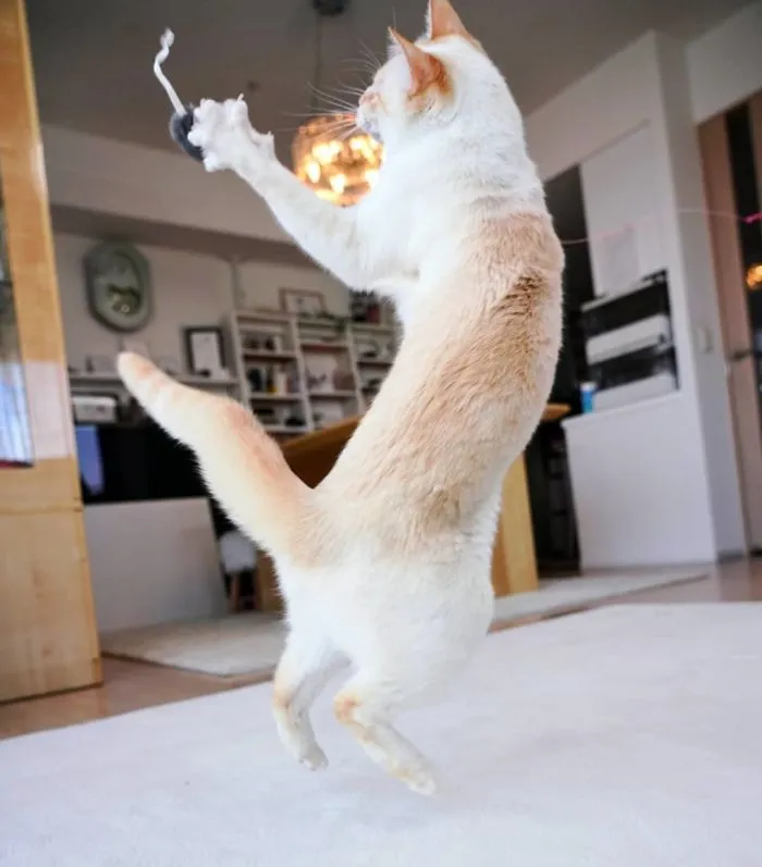 This "Dancing" Cat From Japan Has Some Serious Moves